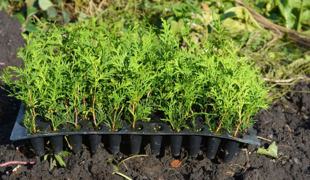 Planting evergreen thuja tree saplings for Green Fencing 