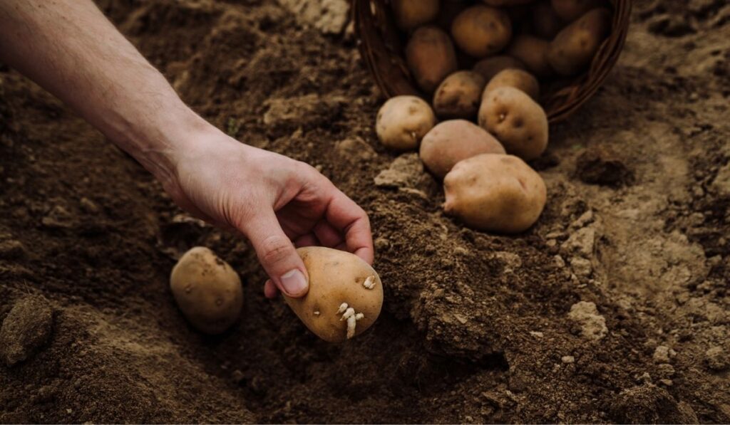 Planting potato tubers in the ground