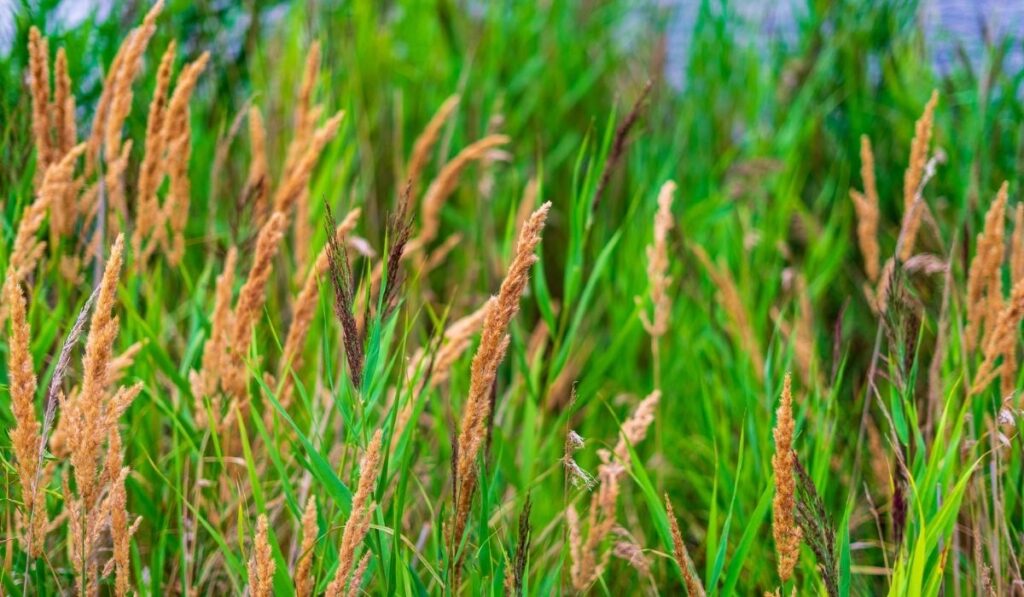 Selective focus shot of fescue grass