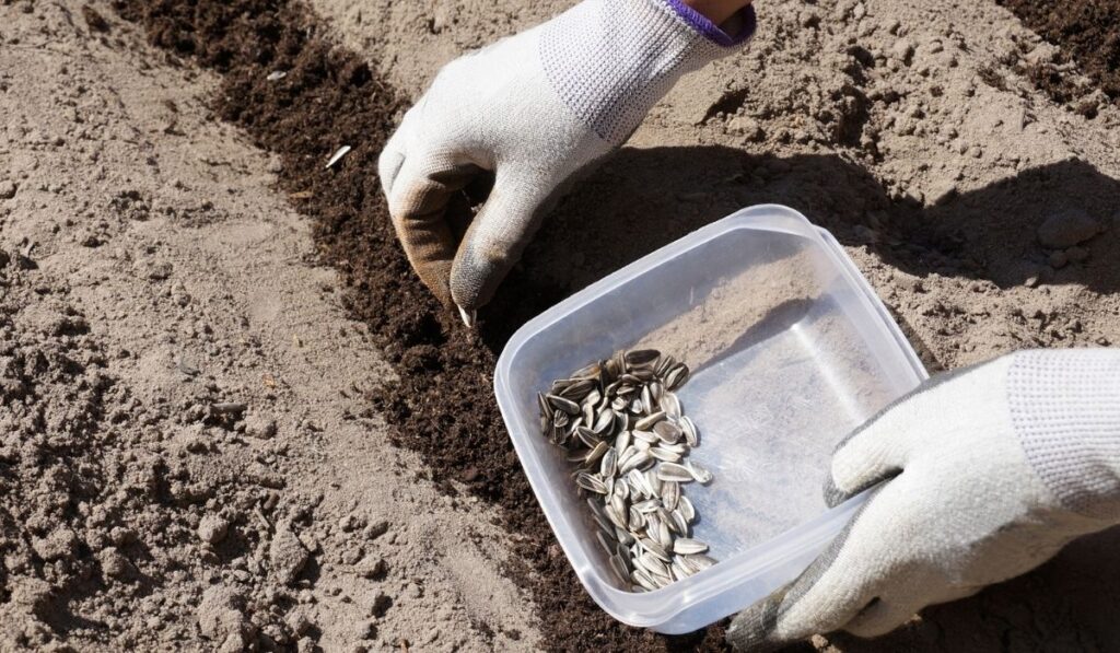 Spring works in a home garden sowing sunflower seeds 