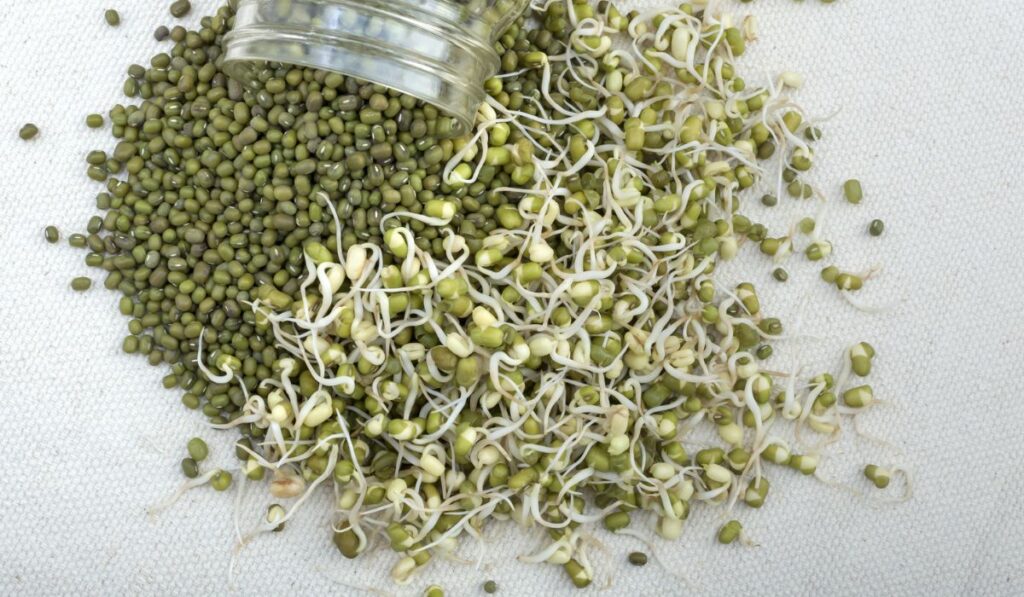 Sprouted and whole mung beans 