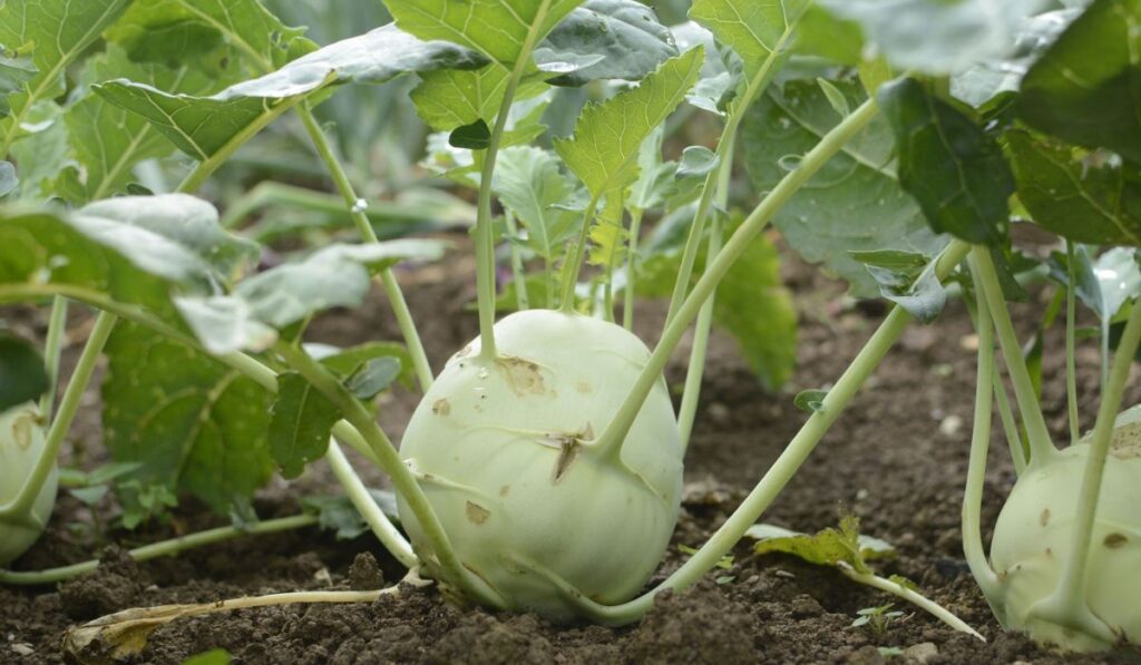 Turnip cabbage kohlrabi