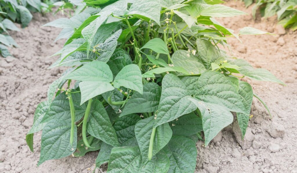 Vigorous row of green bush beans row hill ready to harvest