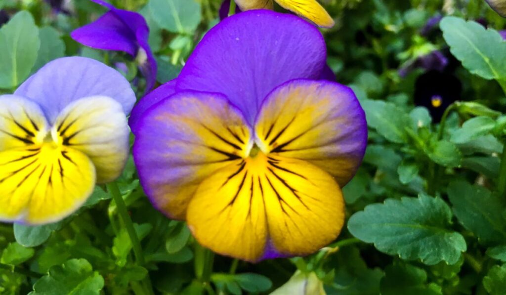 Viola tricolor, Johnny Jump up, yellow pansy