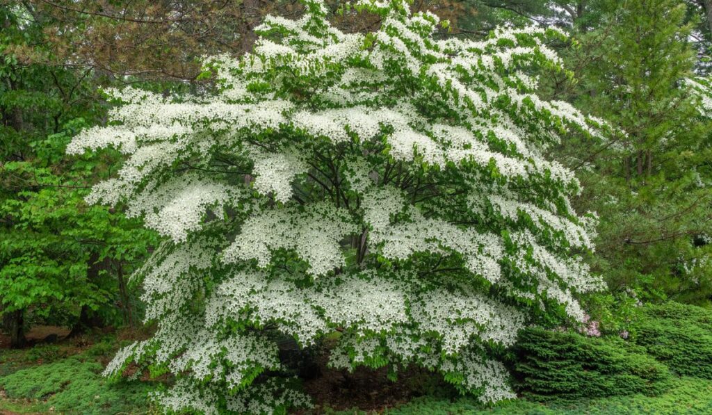 White flowering dogwood tree 