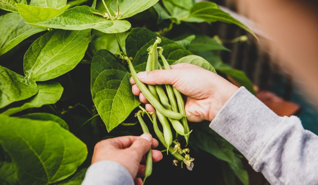 Woman harvesting fresh and raw bush beans