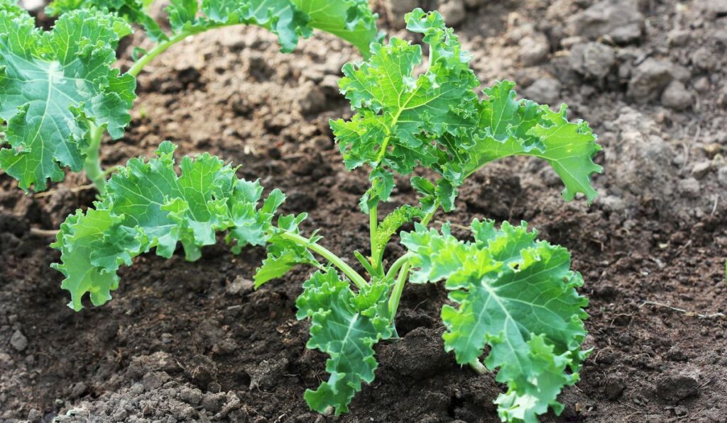Young kale growing in the vegetable garden 