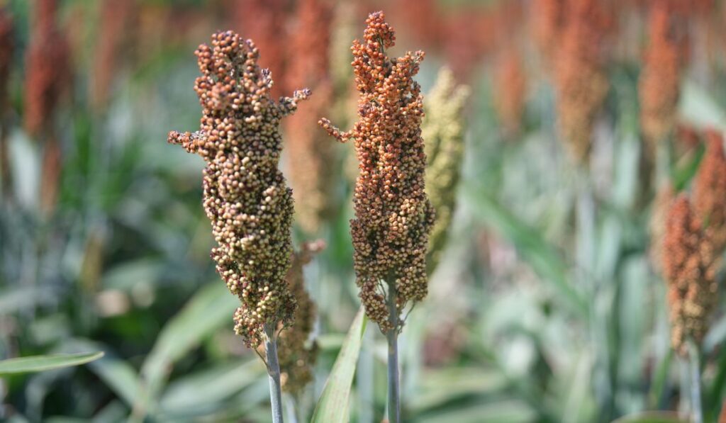 barnyard millet Echinochloa esculentaor Japanese millet or sanwa millet