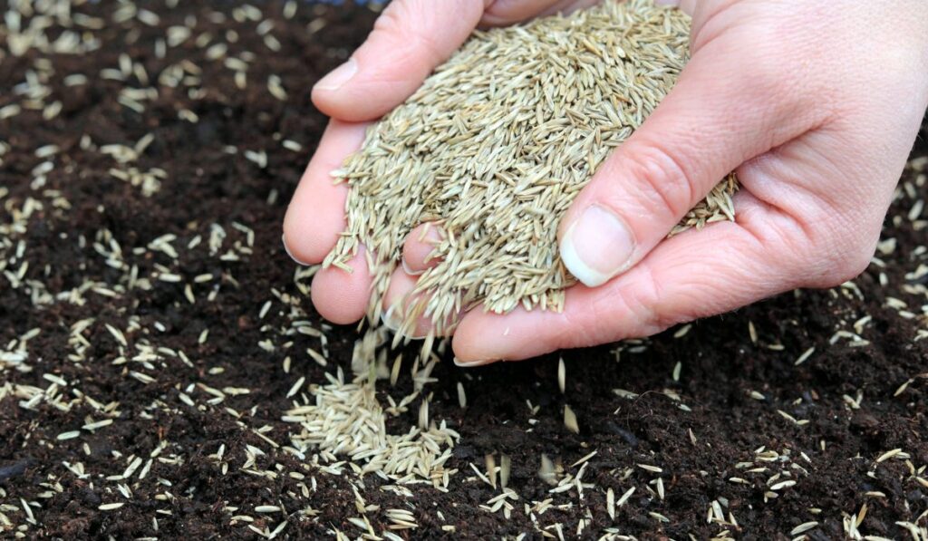 A Gardener Sowing Grass Seeds 