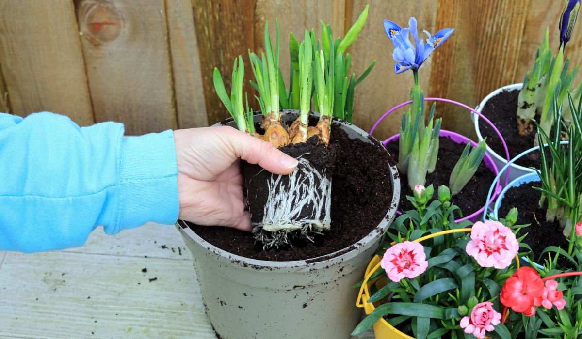 A Gardening Planting A Spring Bulb