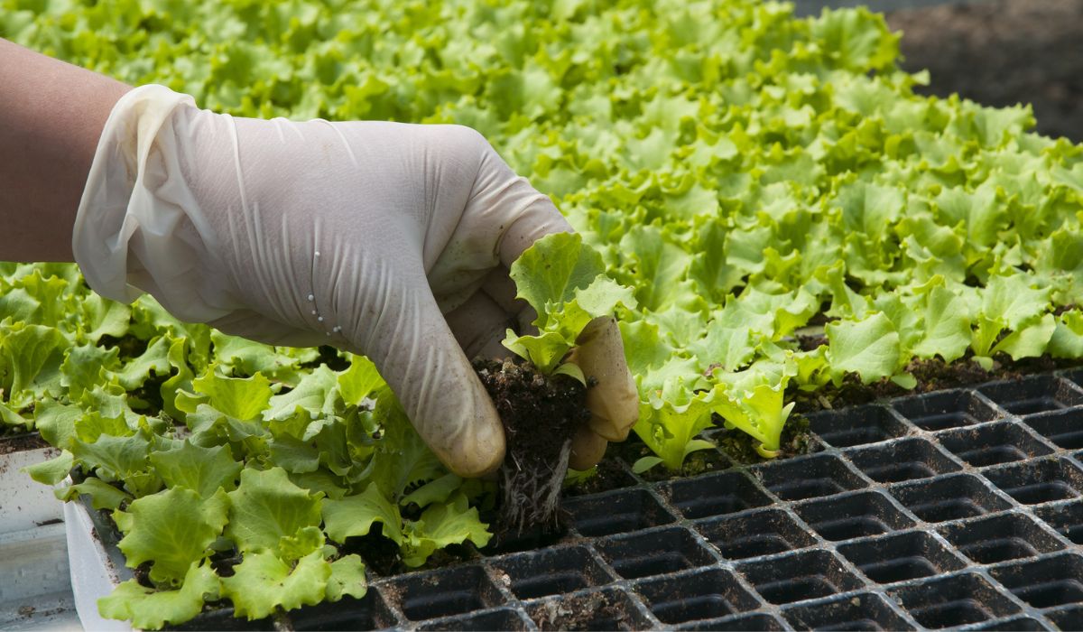A hand planting lettuce seedlings