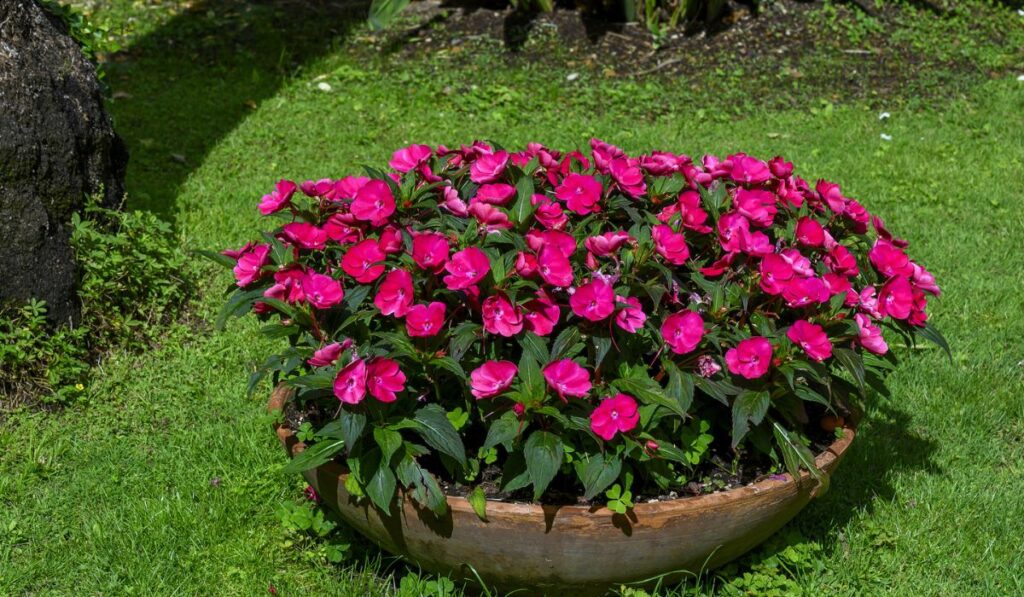 Bowl shaped plantar full of dark pink impatiens