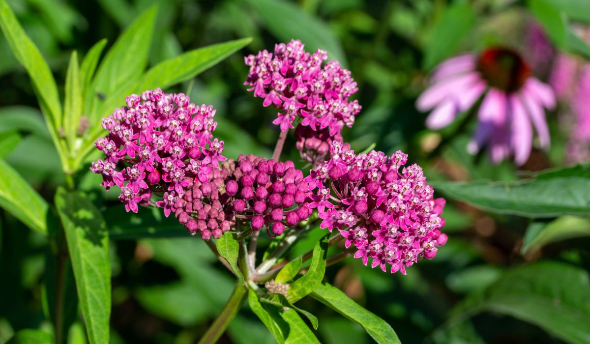 Close-up view of emerging rosy pink blossoms and buds on a swamp milkweed plant