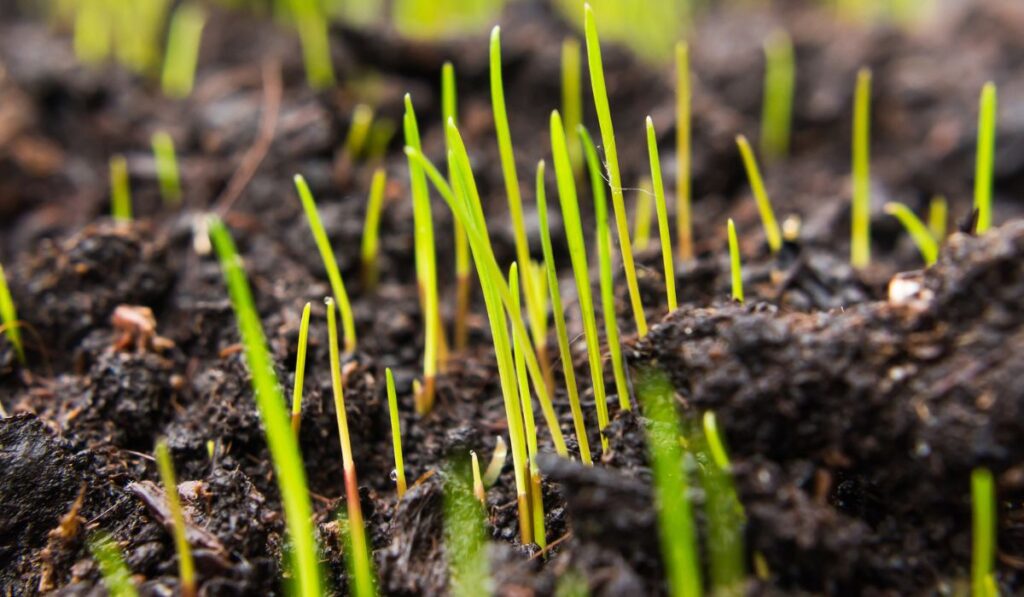 Closeup of young green grass seeds that begin to grow on new top