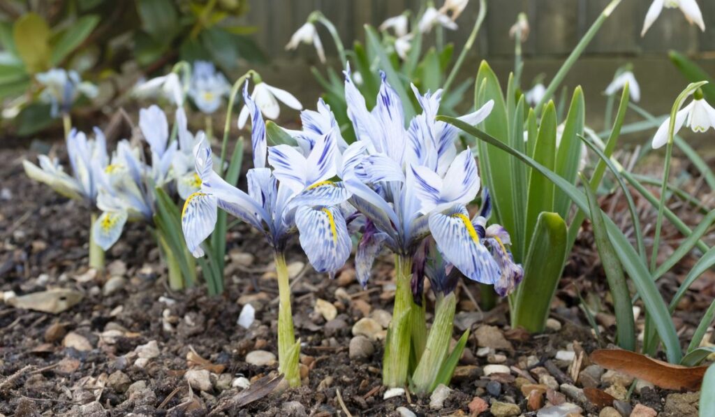 Dwarf iris flowers