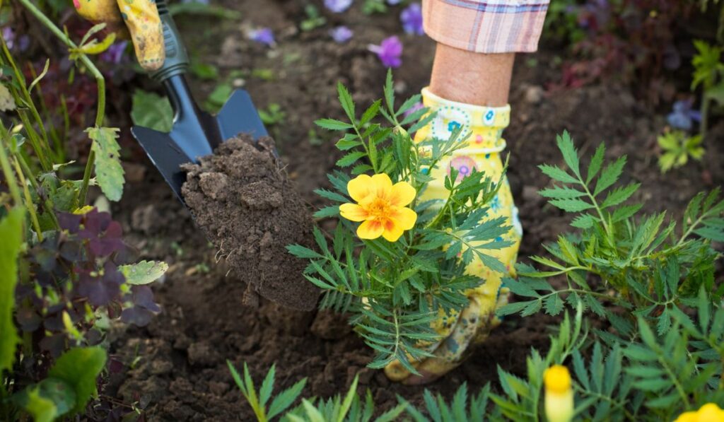 Female Hands Planting Flower Of Marigold In Ground In Flower Gar