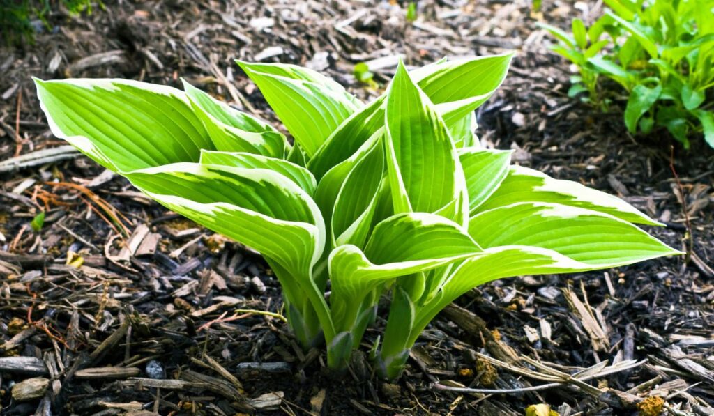 Growing Hosta 