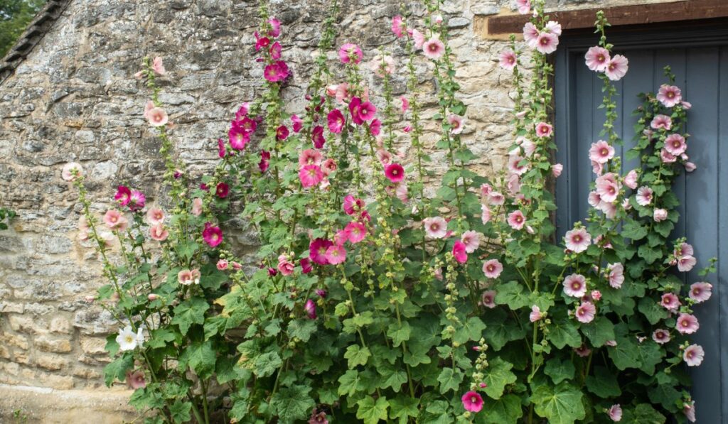 Hollyhocks in Front of traditional stone Wall