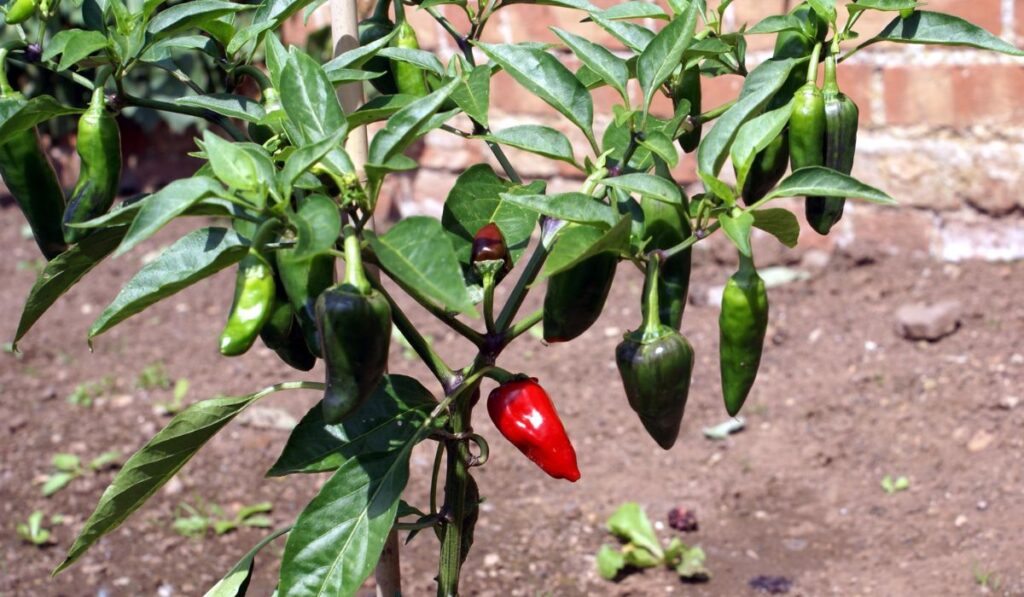Jalapeno chili pepper 
