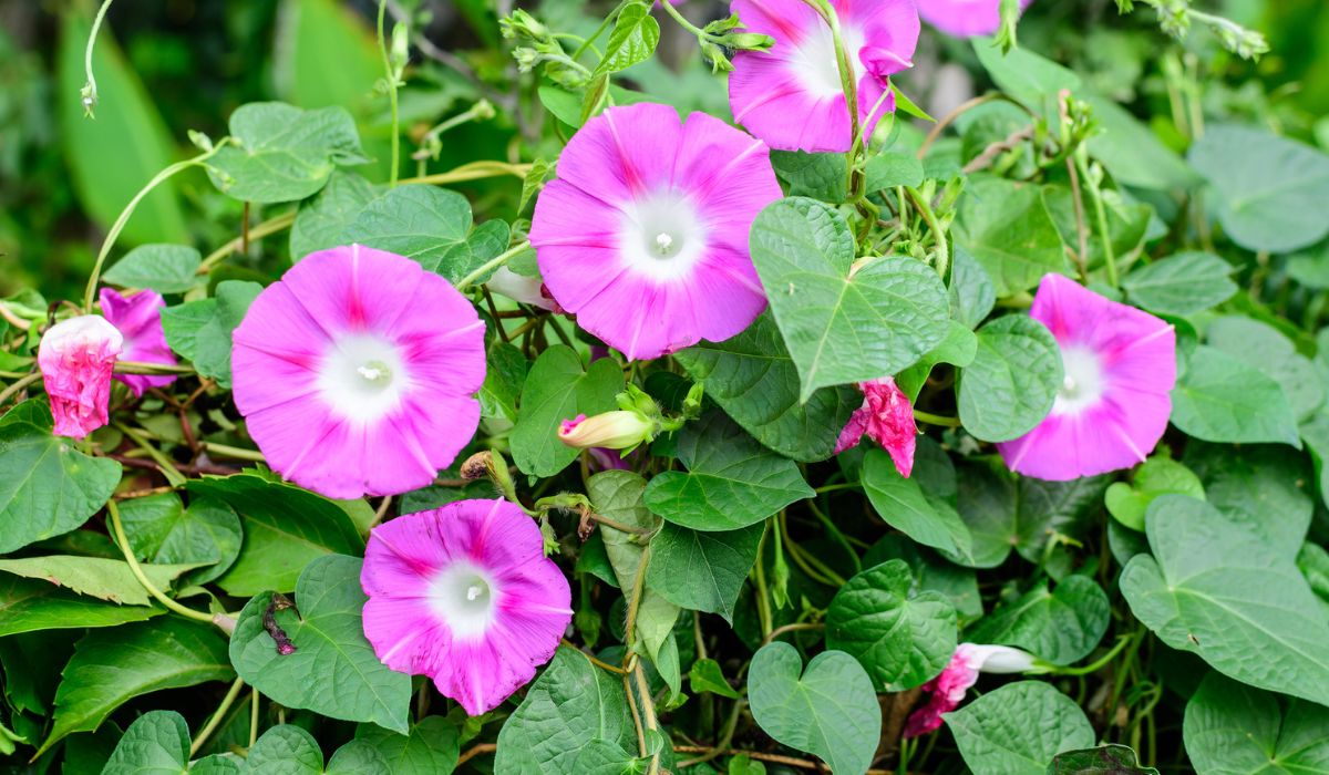 Many delicate vivid pink flowers of morning glory plant in a a garden in a sunny summer garden