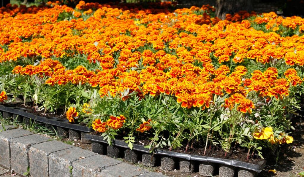 Marigold flowers (Tagetes) in plastic containers 