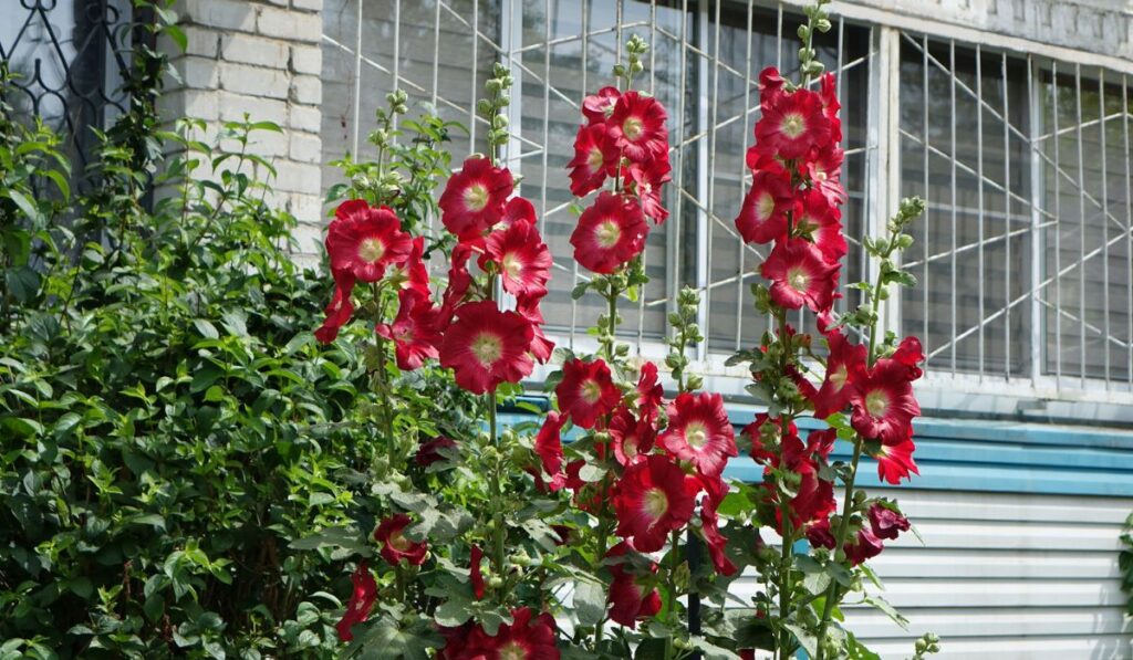 Maroon flowering hollyhocks at the window in an apartment building 