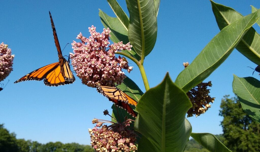 Monarchs and Milkweed 