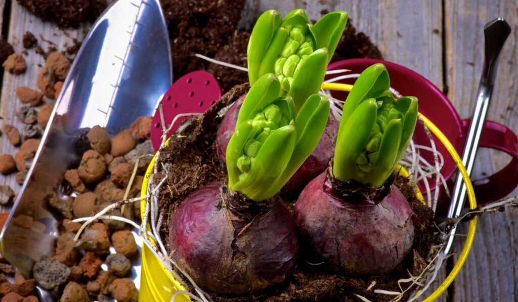 Planting Hyacinth Bulbs