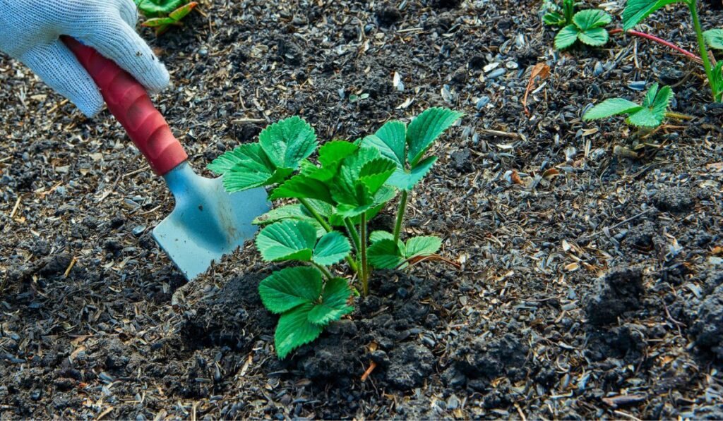 Strawberry Planting 