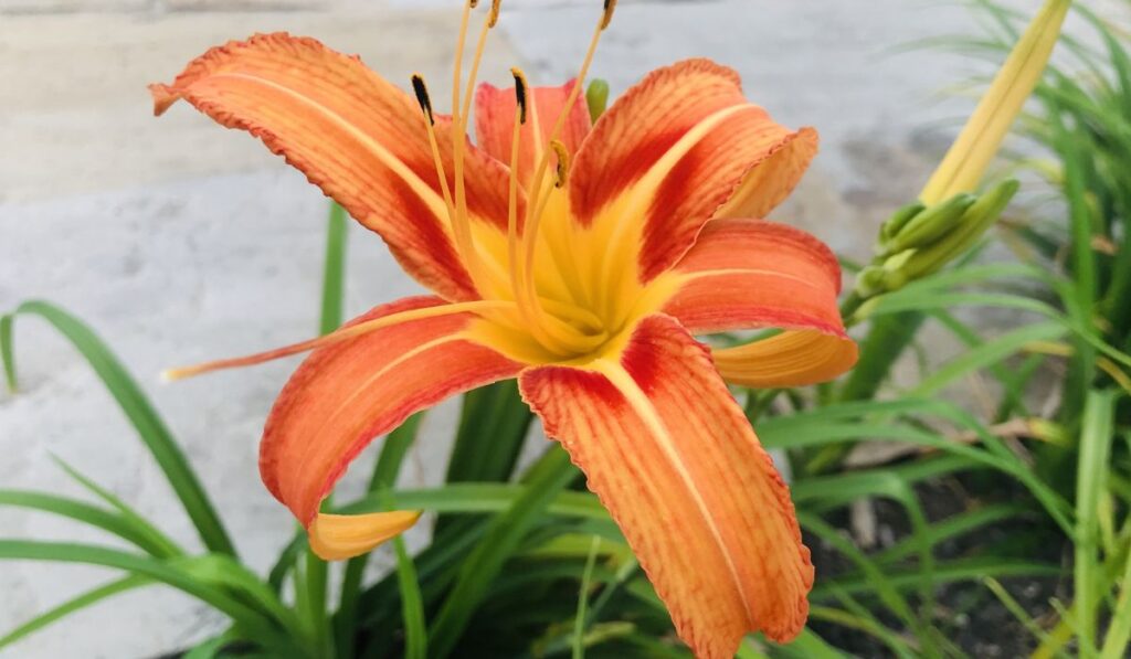 Tawny daylilies or The tiger lilies