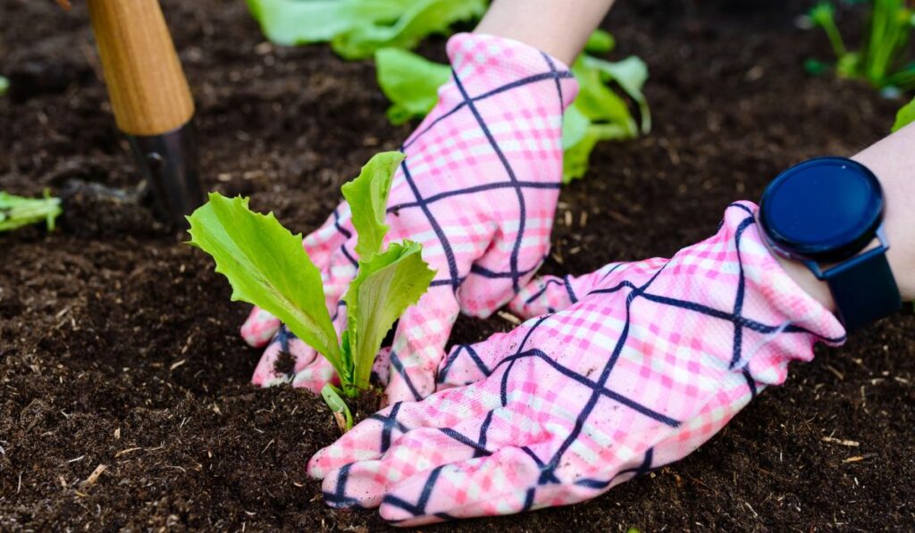 Woman planting young lettuce seedlings in the garden 