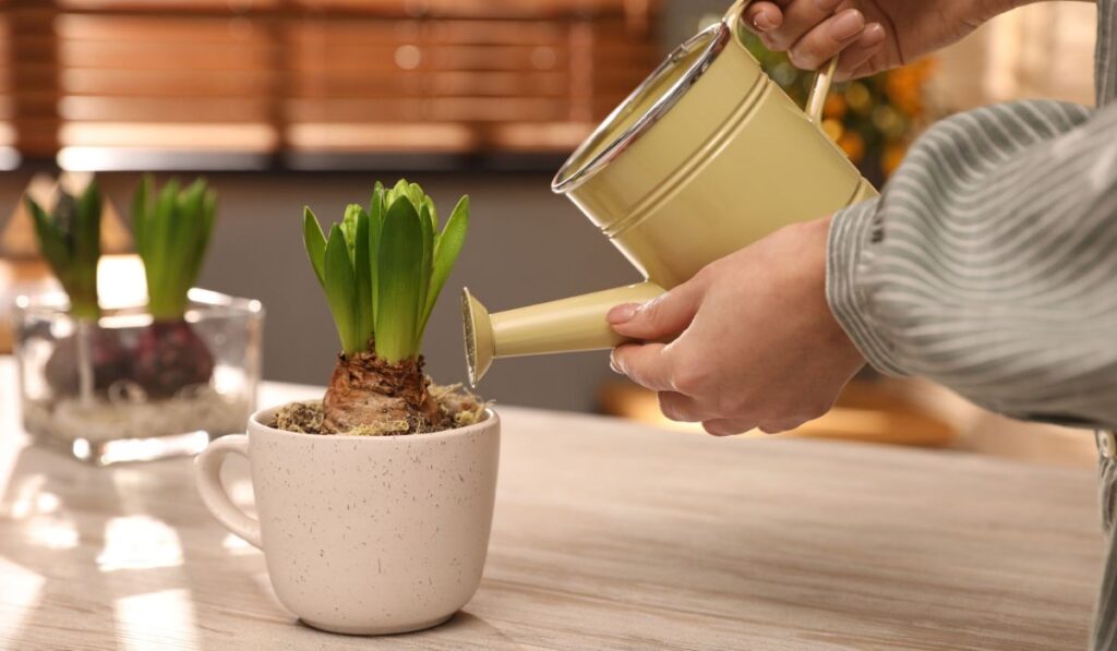 Woman watering hyacinth flower at white wooden table 