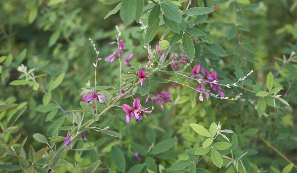 A Lespedeza bicolor shrub in bloom 