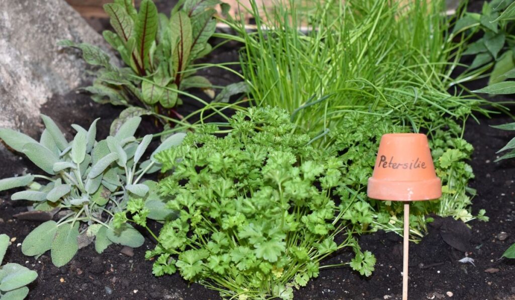 Different Herbs in a Garden