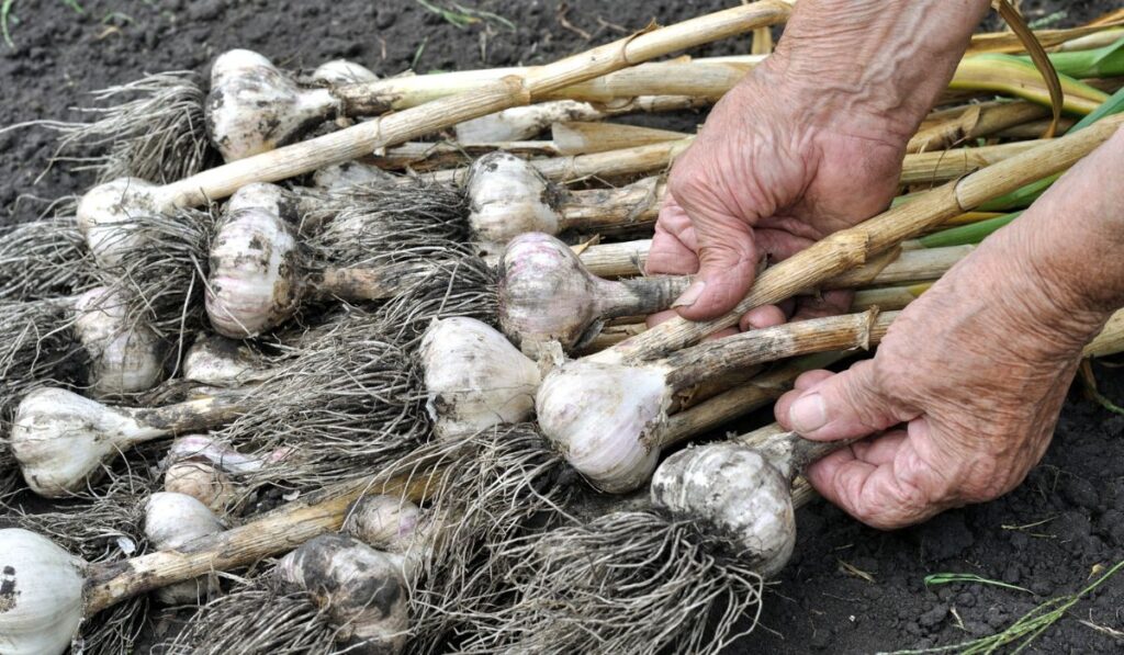 Harvesting garlic plantation