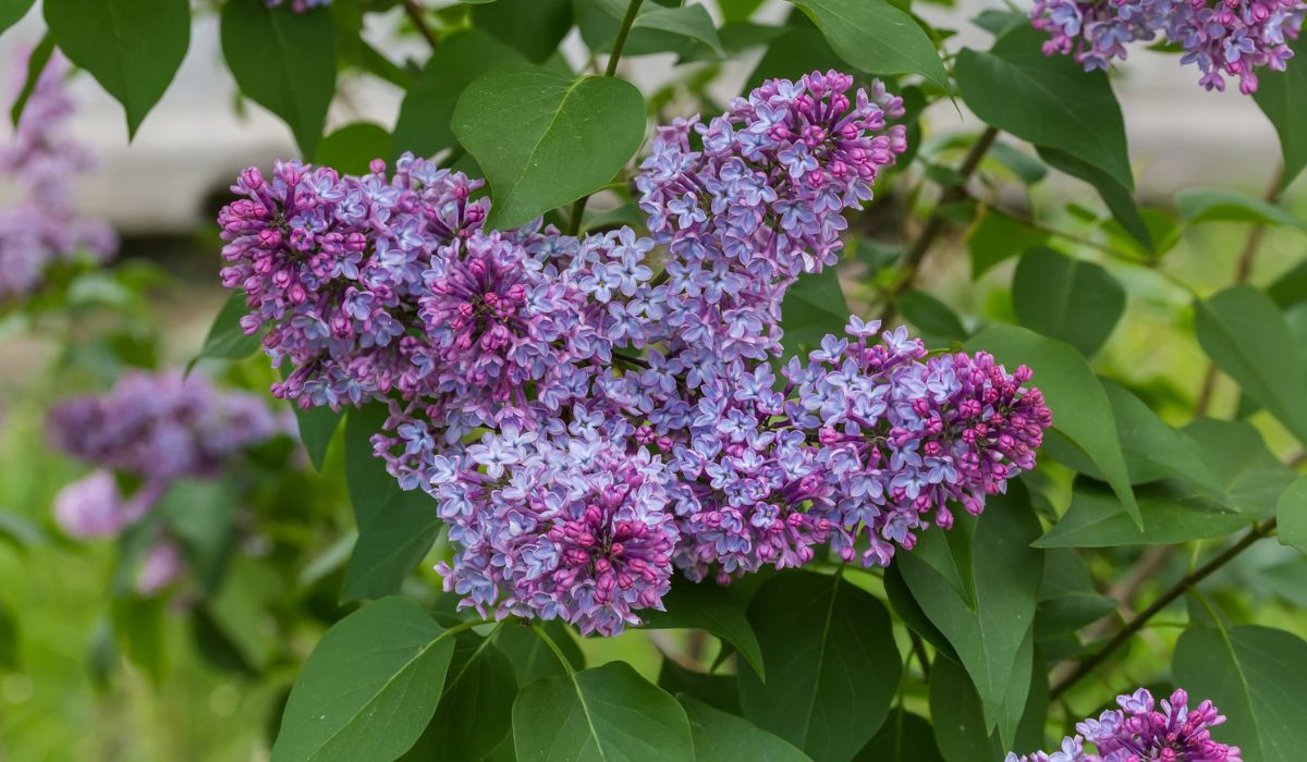 Inflorescences of the purple lilac at the start of bloom