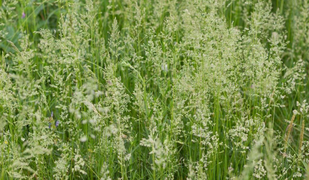 Kentucky bluegrass background 