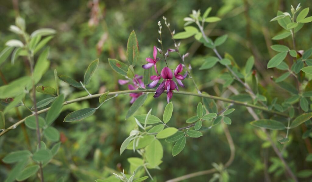 Lespedeza bicolor shrub in bloom 