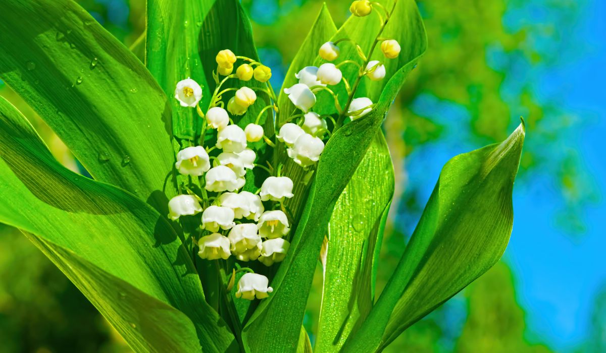 Medicinal plant Lily of the valley