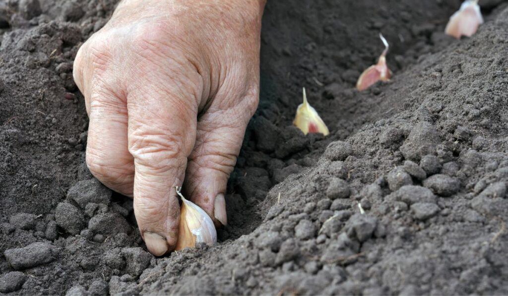 Planting the garlic