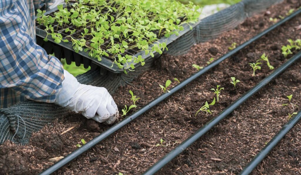 Agriculturist hand is planting Chinese cabbage sprouts on nursery plot in organic farm