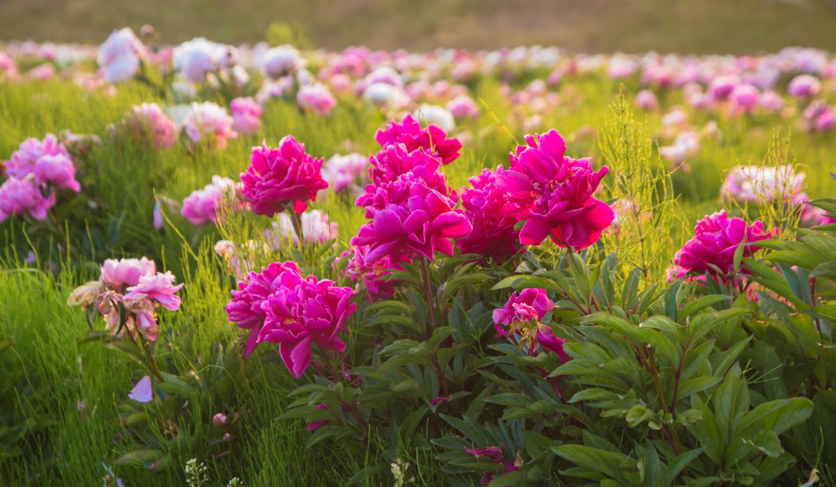 Bright summer field of blooming colorful peonies flowers