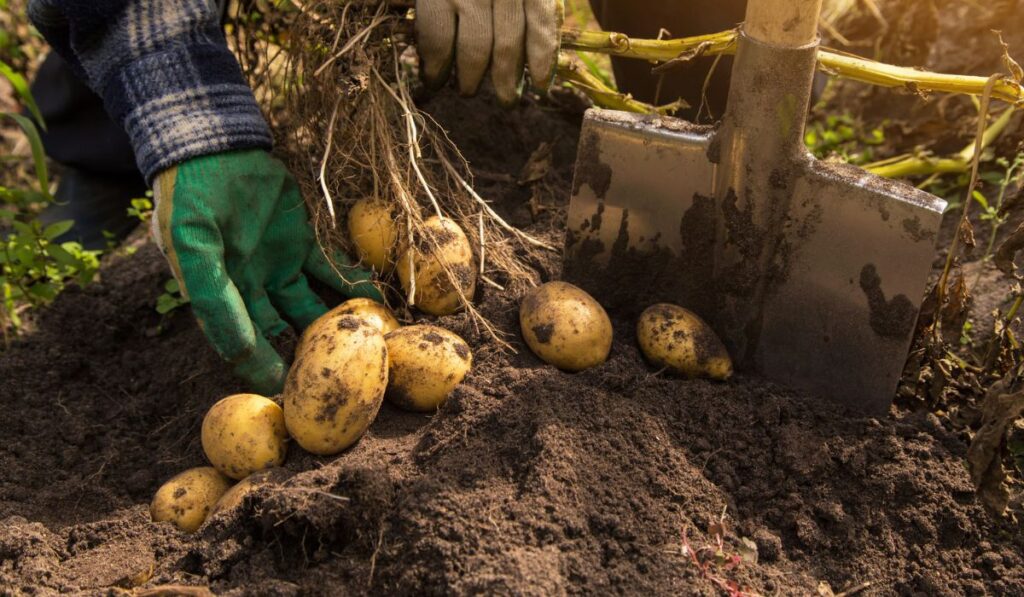 Freshly harvested organic potato harvest in sunlight