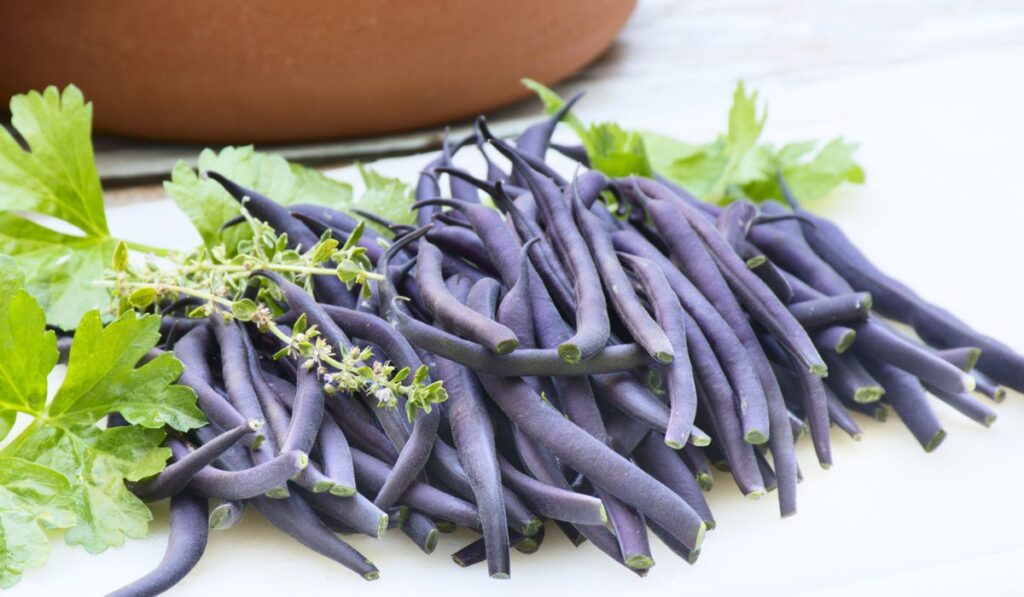 Freshly picked purple beans