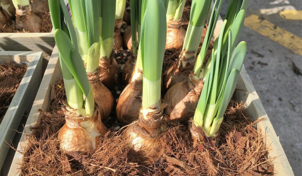 Narcissus Flower Bulbs in Planter