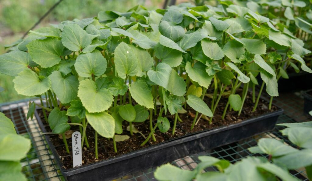 Okra seedlings in greenhouse starter trays with potting soil