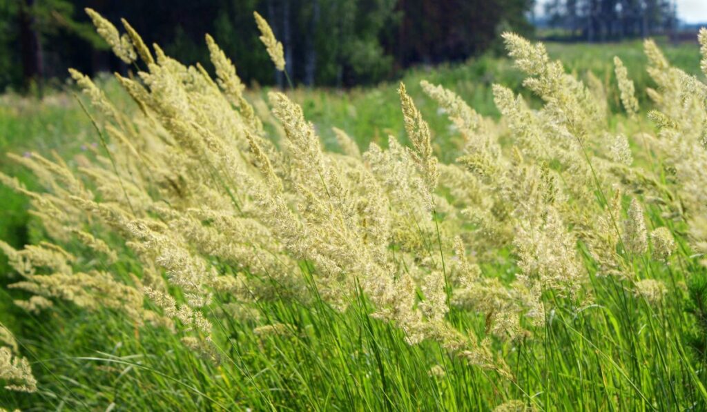 Orchard grass