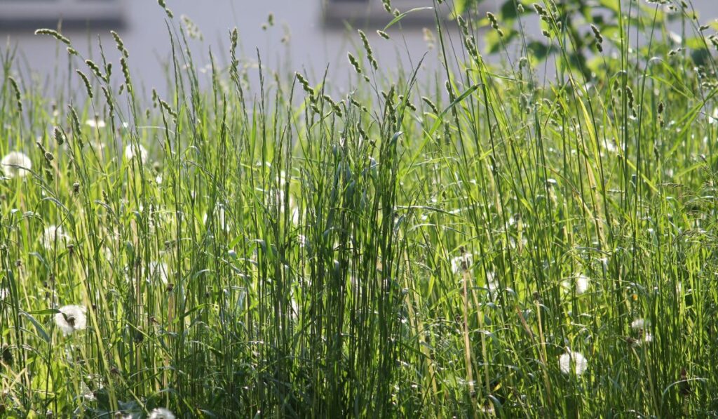 Orchard grass Dactylis glomerata in green field