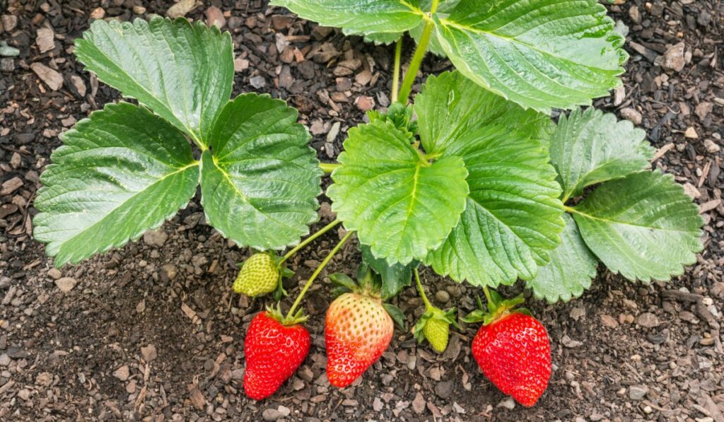 Organic strawberry plant with ripening strawberries