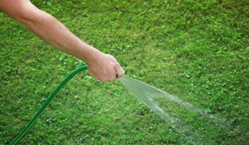 Person hand watering grass